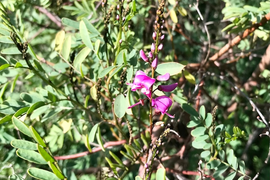 A plant with green leaves