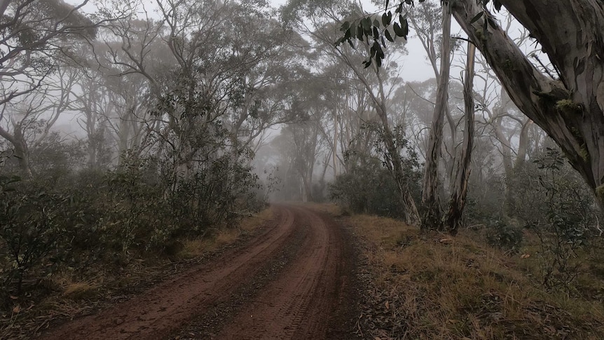 A dirt road runs through the bushland with thick fog in the air.