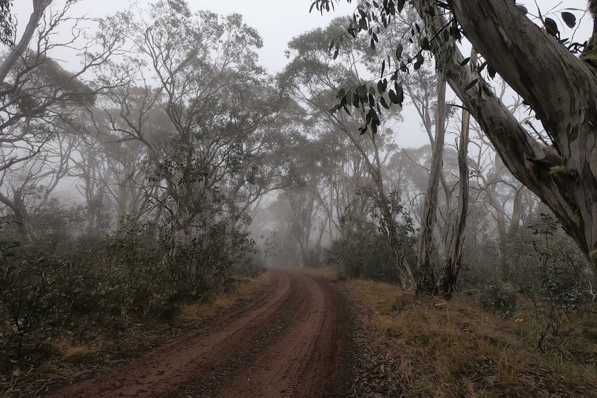 A dirt road runs through the bushland with thick fog in the air.