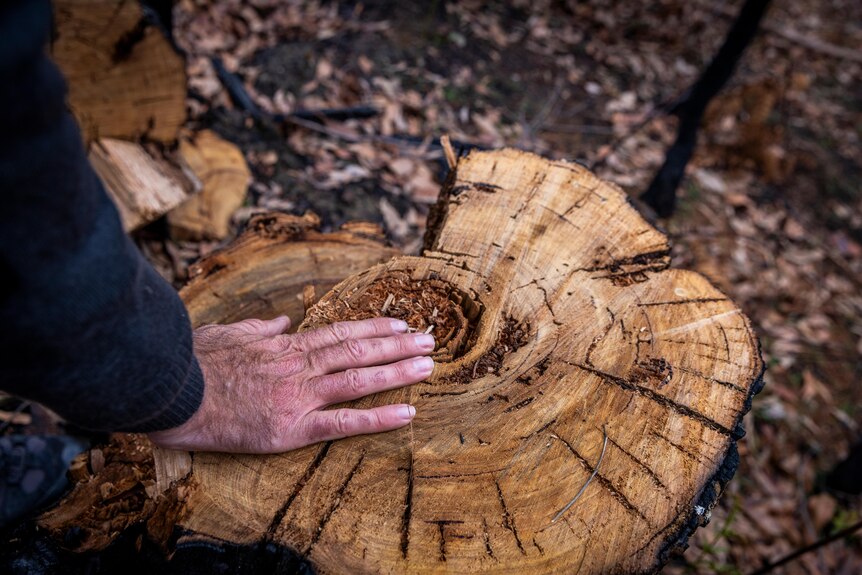 A man's hand on a tree stump.