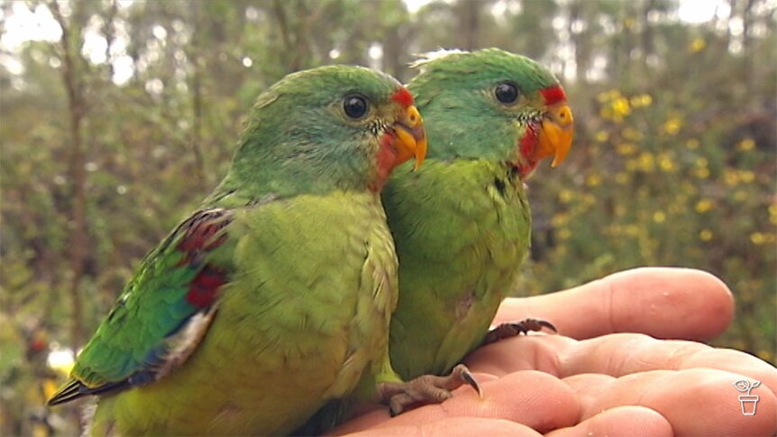 A hand holding two Swift Parrot chicks.