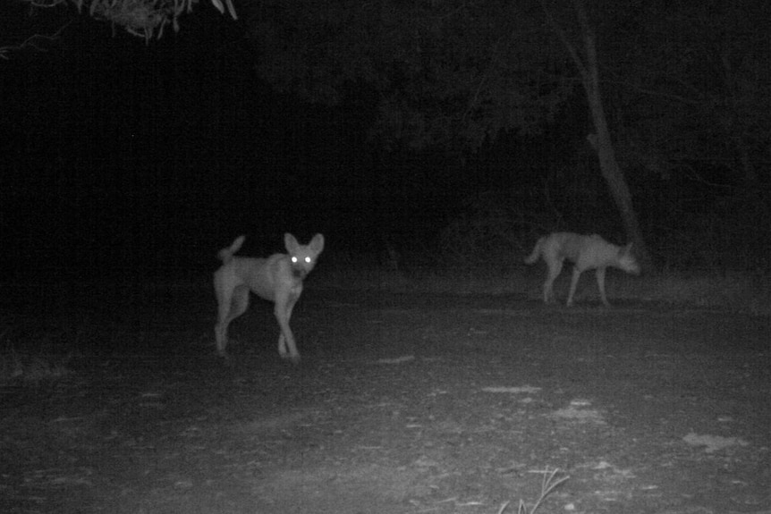 A night vision photograph of two wild dogs.