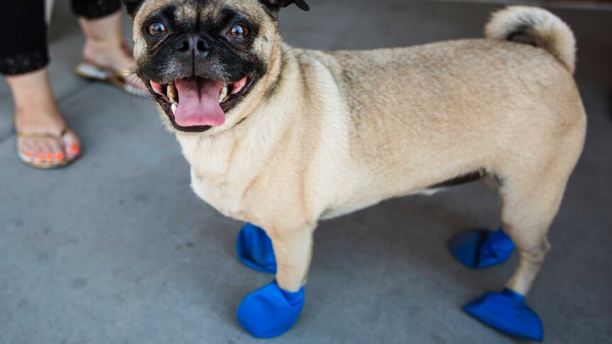 A pug dog wears tiny blue elastic booties.