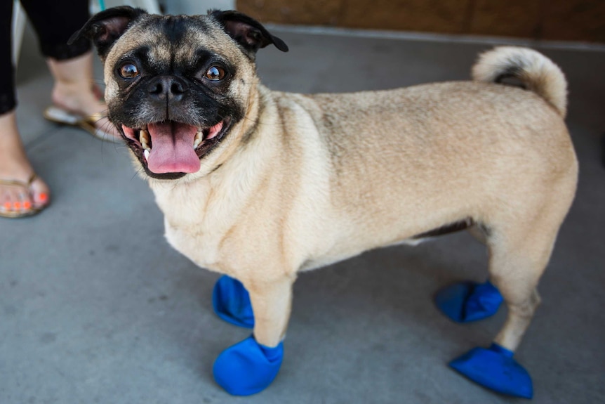 A pug dog wears tiny blue elastic booties.
