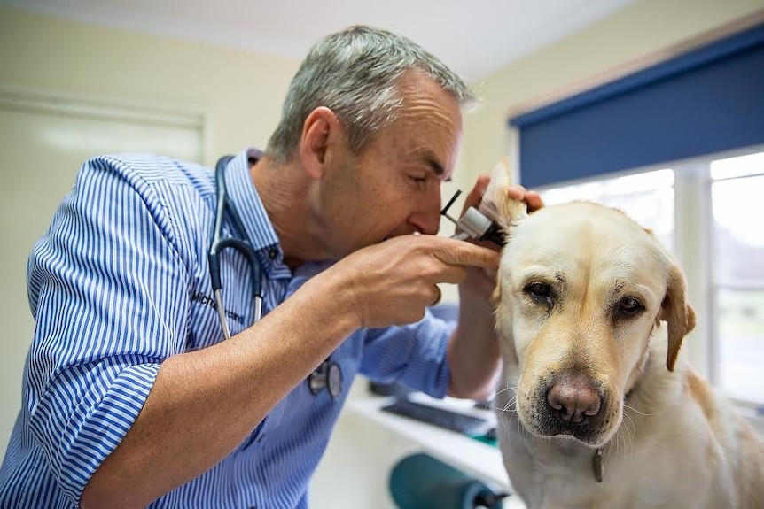 A man with a stethoscope around his neck inspects a dog's ear with his otoscope.