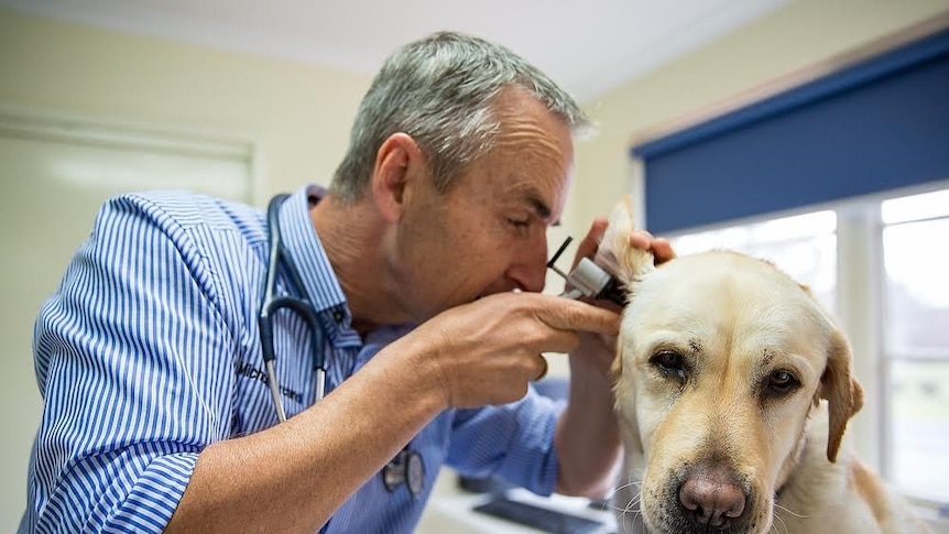 Canberra vet Michael Archinal checks over a dog