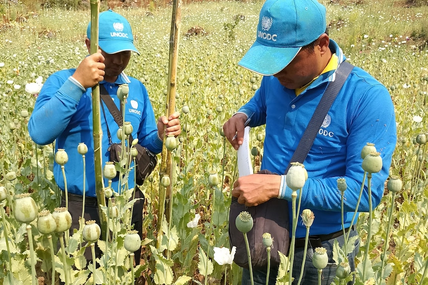 UNODC team during ground verification in Shan State.