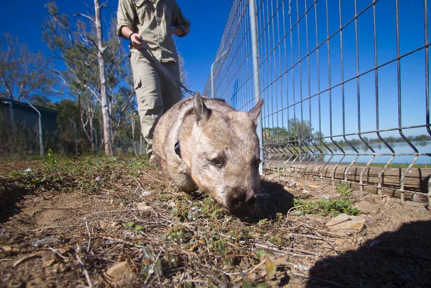 Southern hairy-nosed wombat taken for walk by Rockhampton zookeeper