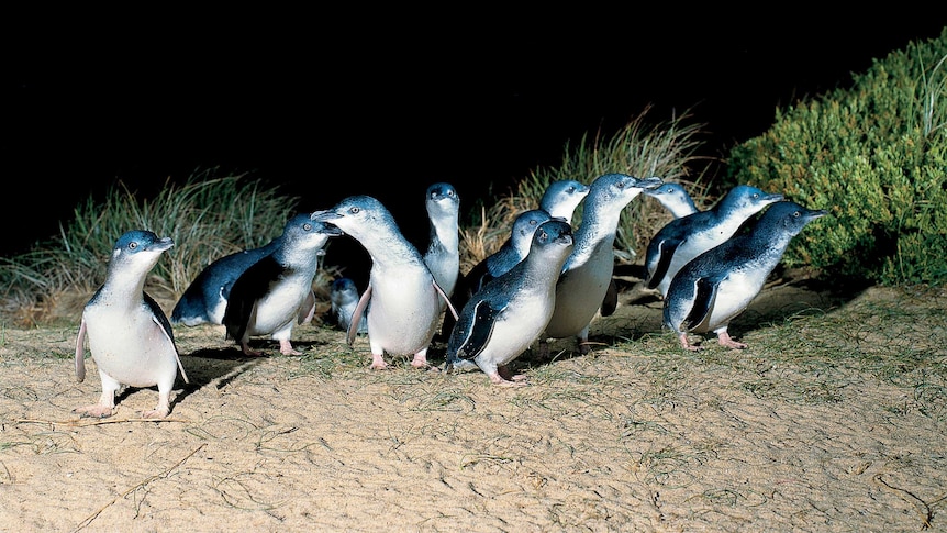 Little penguins on the beach at night.