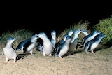 Little penguins on the beach at night.