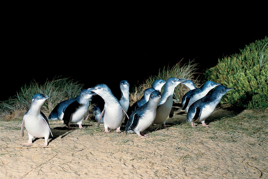 Fairy penguins on the beach at night.