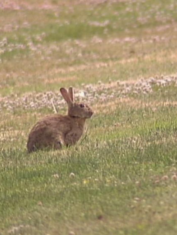 Farmed rabbit meat is vanishing from the Australian dinner plate - ABC ...