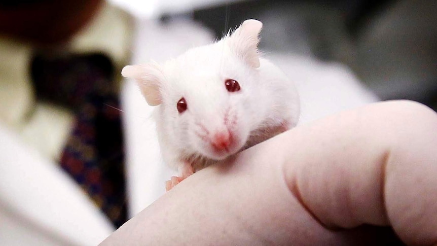 Laboratory mouse