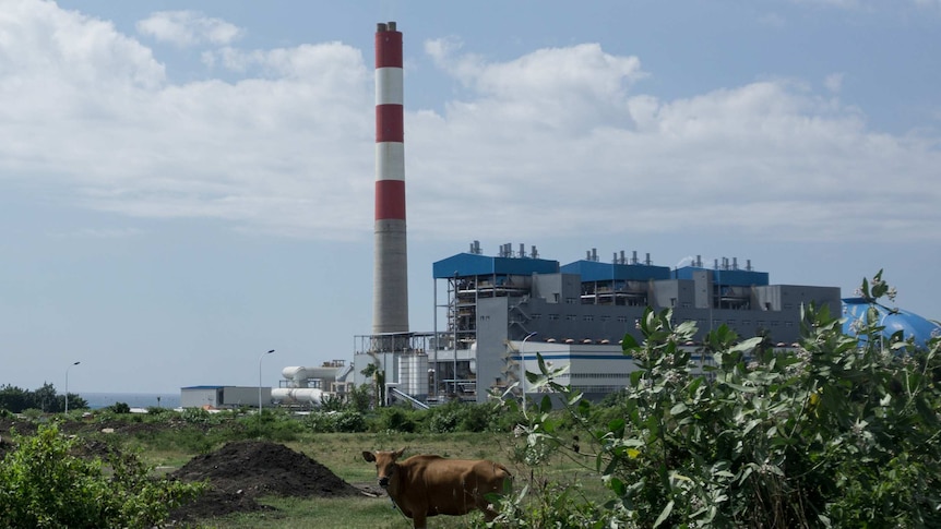 A cow grazes in a paddock neighbouring the Celukan Bawang Power Station.