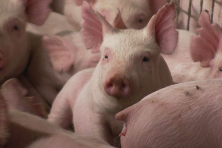 pigs in a stall 