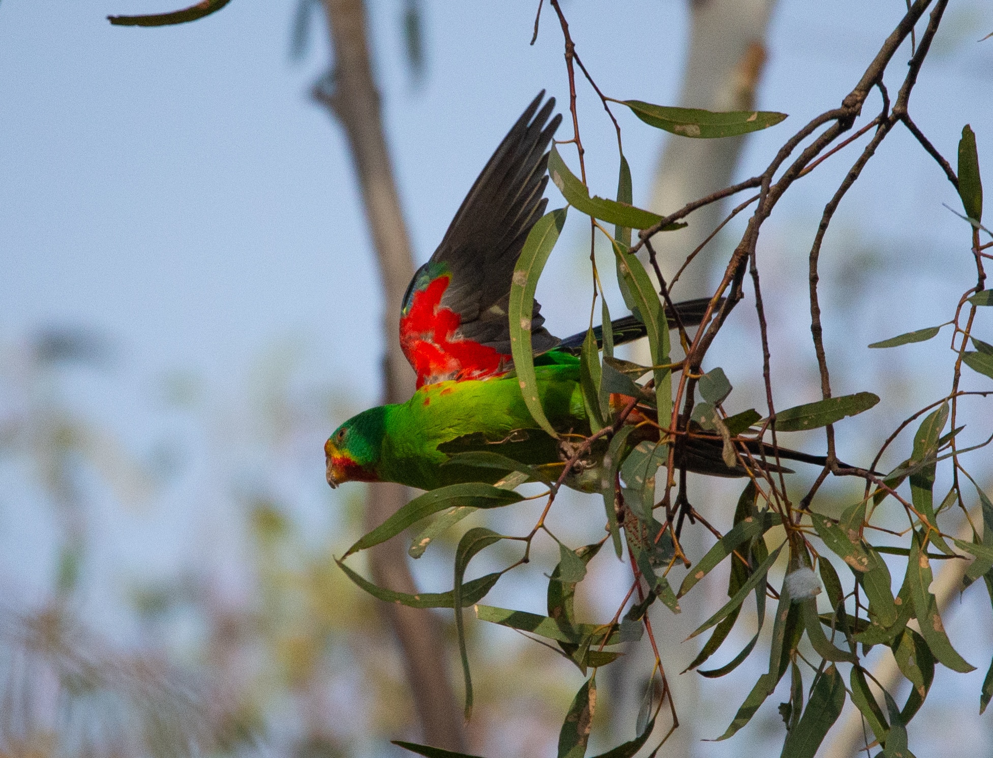 Green parrot with red underwing showing in a gum tree. 