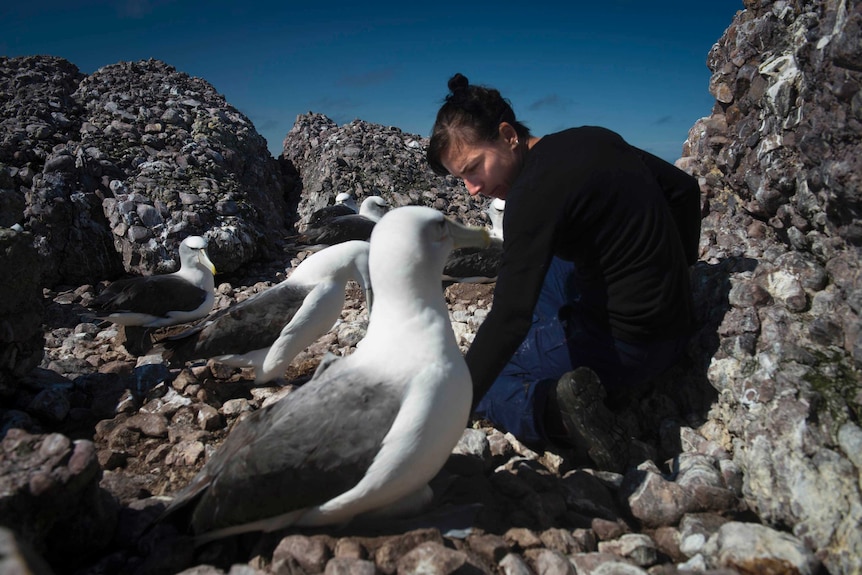 Dr Rachael Alderman with shy albatross on Albatross Island.
