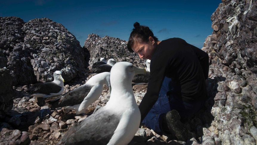 Dr Rachael Alderman with shy albatross on Albatross Island.