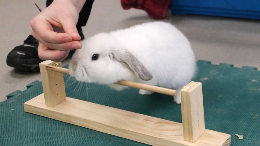 A rabbit hopping over a small wooden hurdle.