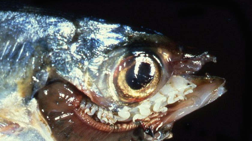 'Tongue-biting' fish parasite