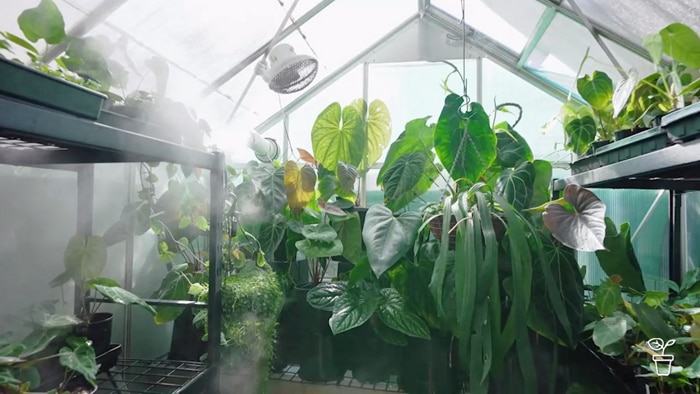 Indoor plants growing in greenhouse with humidifier vapour covering them.