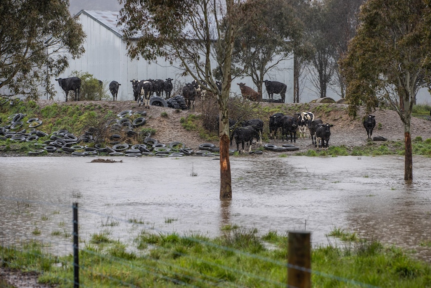 Livestock stay clear of floodwaters on a rural property.