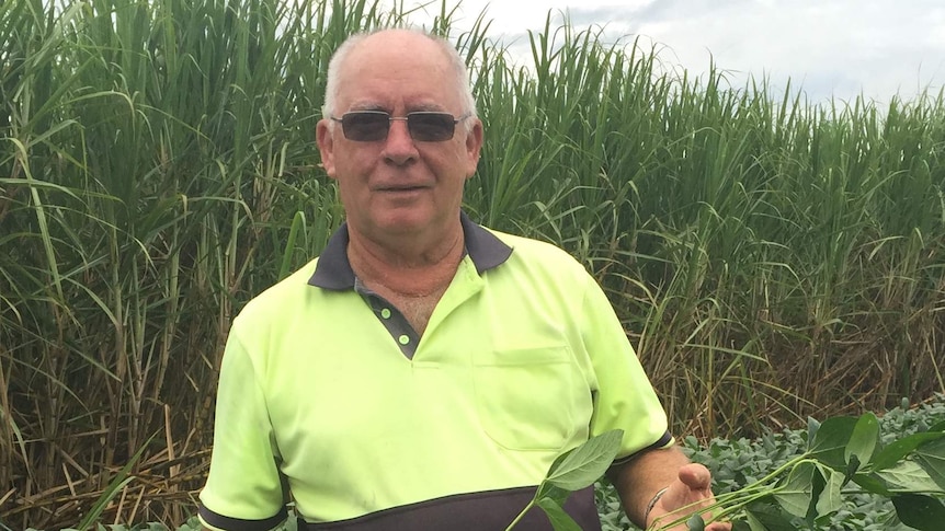 Farmer Robert Quirk stands in a sugar cane field.