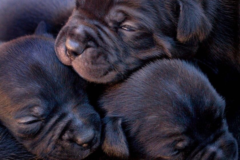 Three newborn puppies huddle together