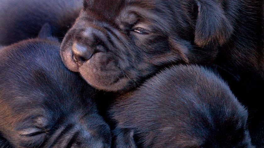 Three newborn puppies huddle together