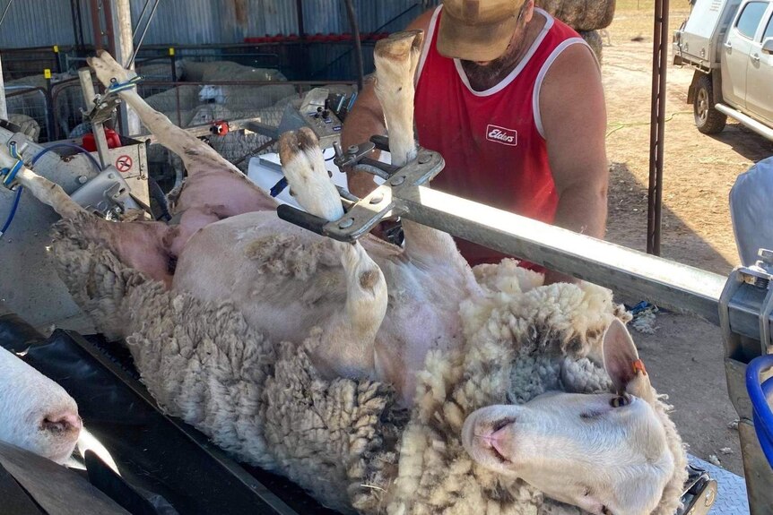A shearer shears a ram while it's upside down in a mobile trailer