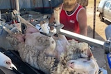 A shearer shears a ram while it's upside down in a mobile trailer