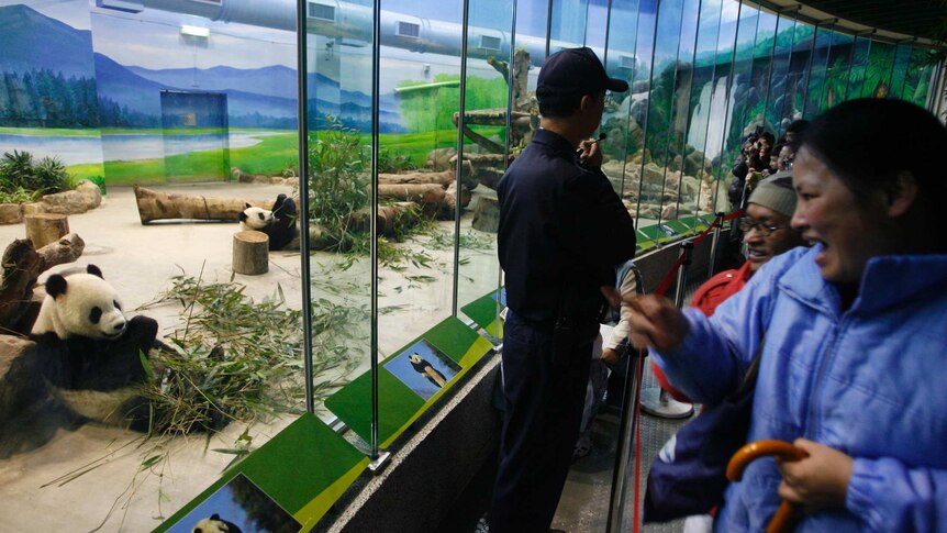 People look at pandas in an enclosure.
