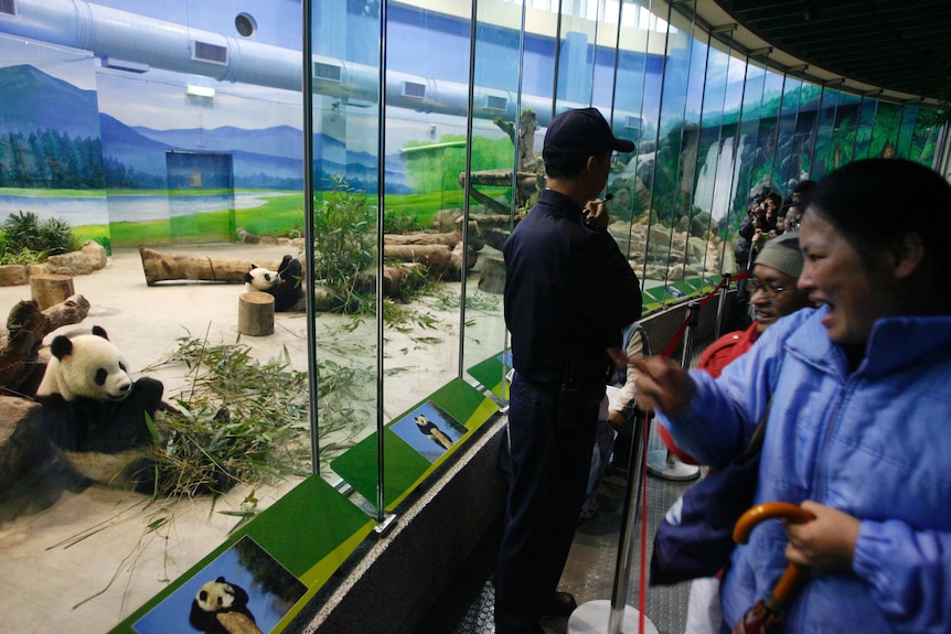People look at pandas in an enclosure.