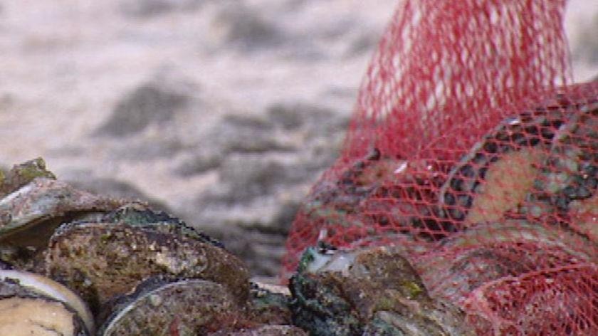 Abalone in net