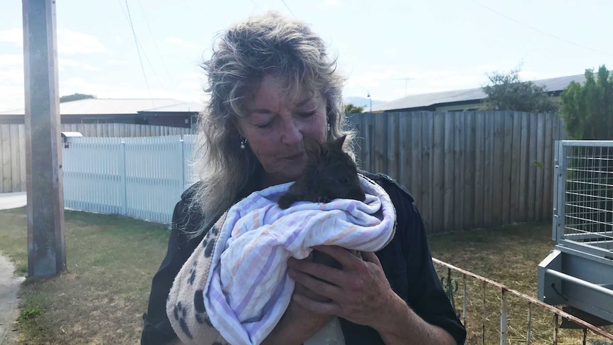 Wildlife carer Teena Hanslow holds a baby wallaby