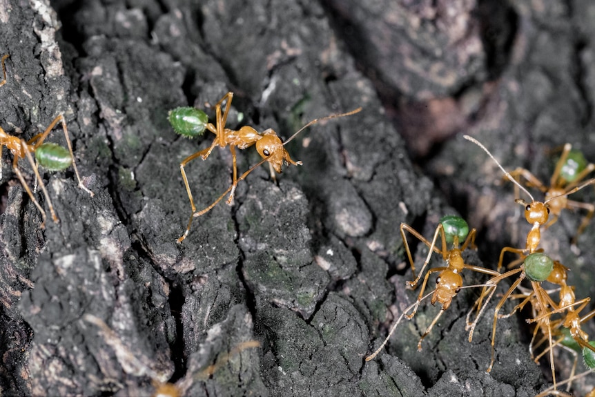 Several light brown ants with green abdomen on bark.