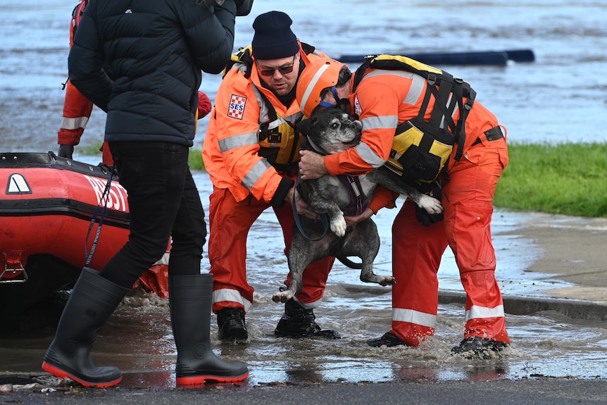 Rescuers wearing orange carry a dog above floodwater.