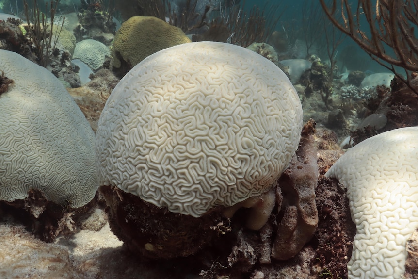 An underwater photo of a pale, round-shaped coral