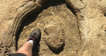 A person wearing a sneaker puts their foot inside a large round imprint left by a large sauropod dinosaur.