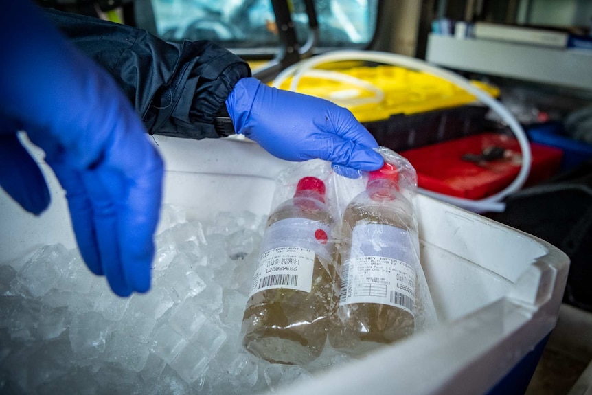 The samples on ice in back of Mr Duncan's truck