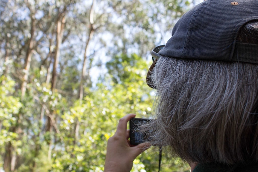 A Parks Victoria volunteer photographs koalas in Morwell National Park