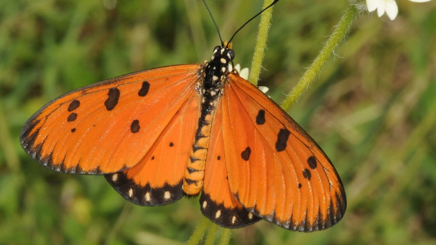 A male tawny coster butterfly sitting on a flower.