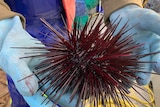 A sea urchin held in gloved hands.
