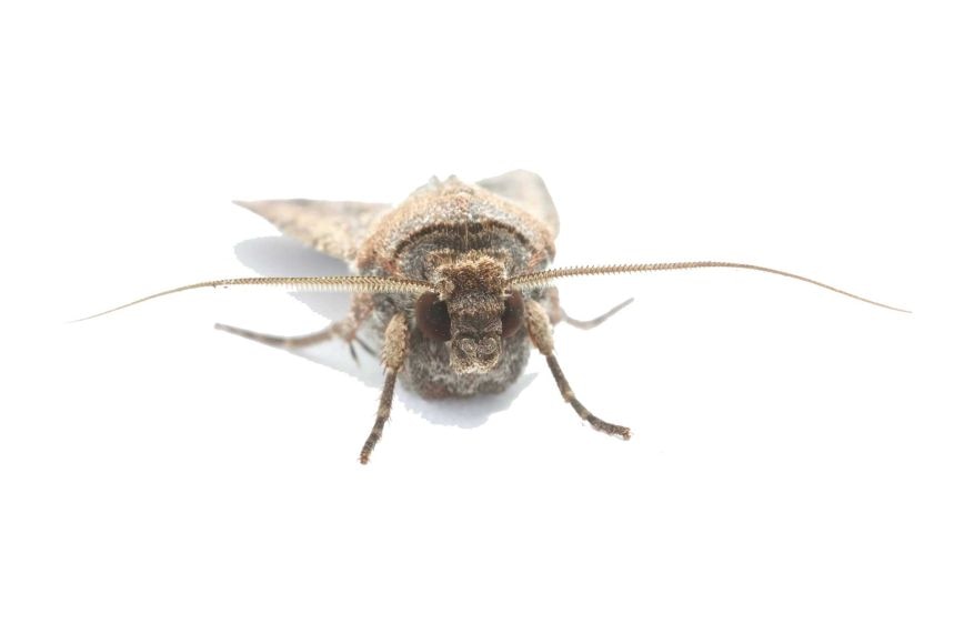 Bogong moth with white backdrop