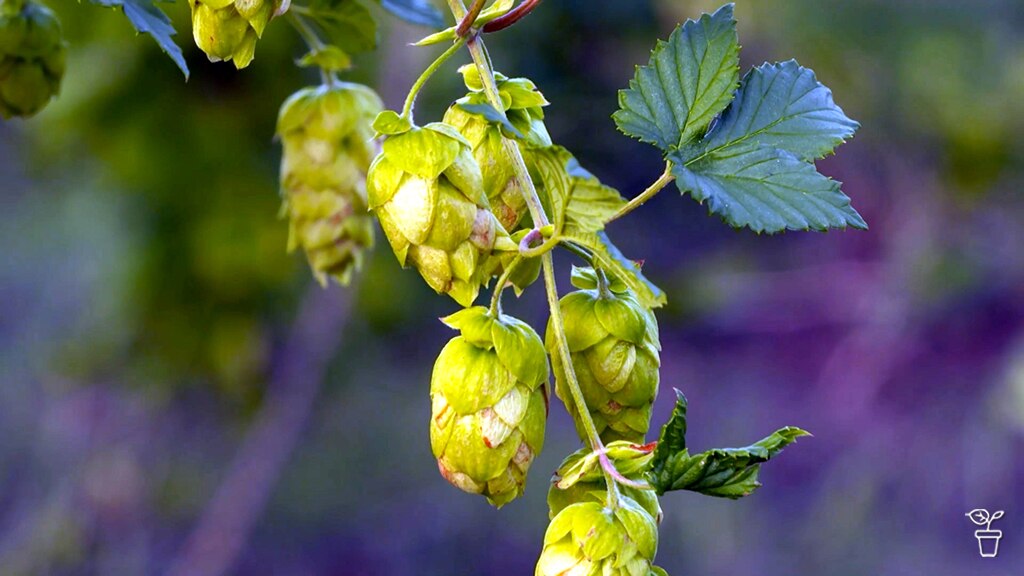 Hops Are Tops - Gardening Australia