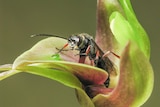 Wasp pollinating a sexually deceptive orchid