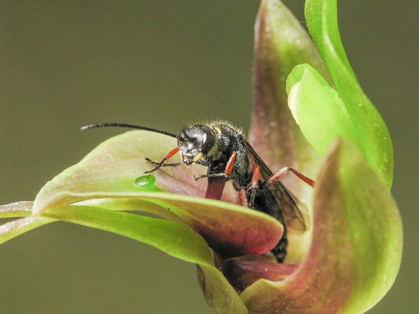 Wasp pollinating a sexually deceptive orchid
