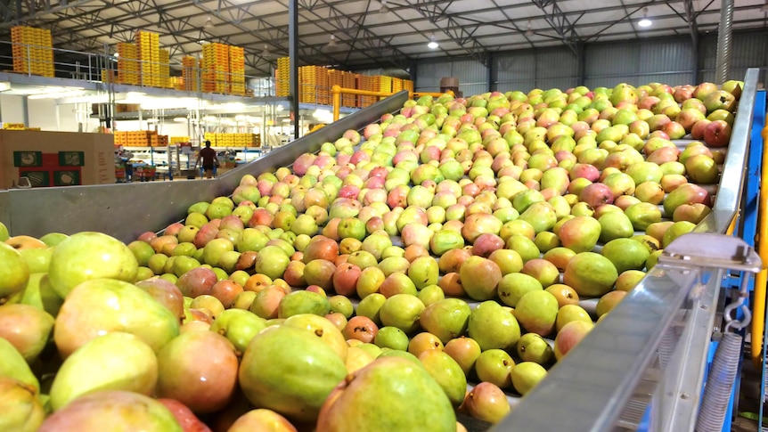 A close up of mangoes on packing shed conveyor belt