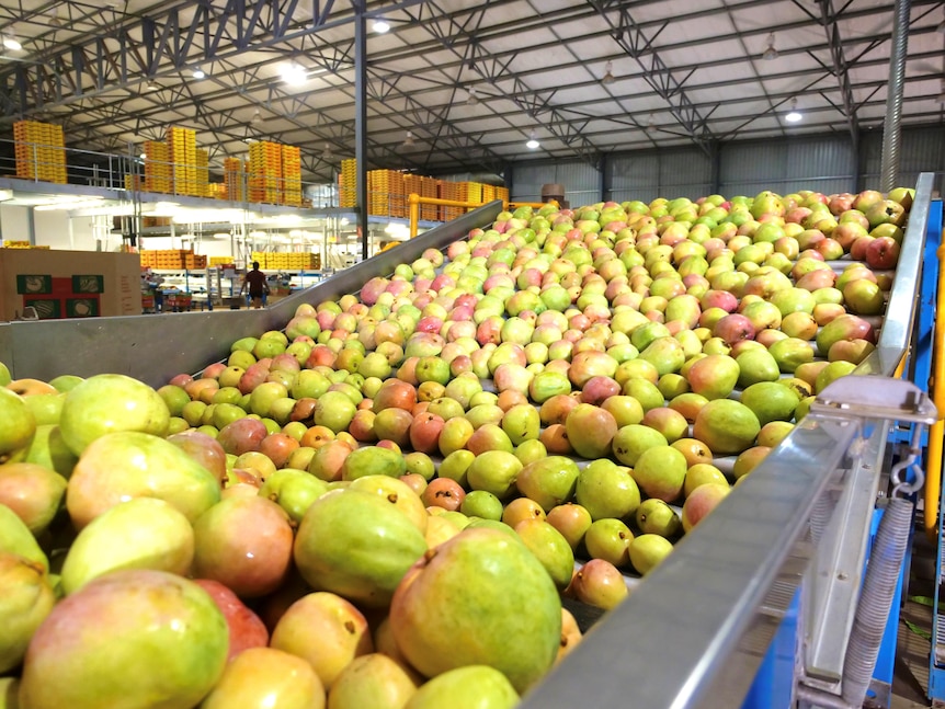 A close up of mangoes on packing shed conveyor belt