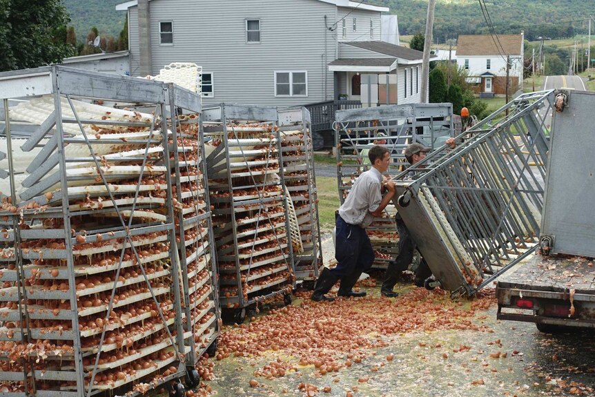 Tens of thousands of smashed eggs cover a road, as people try to lift the fallen pallet back onto a truck.
